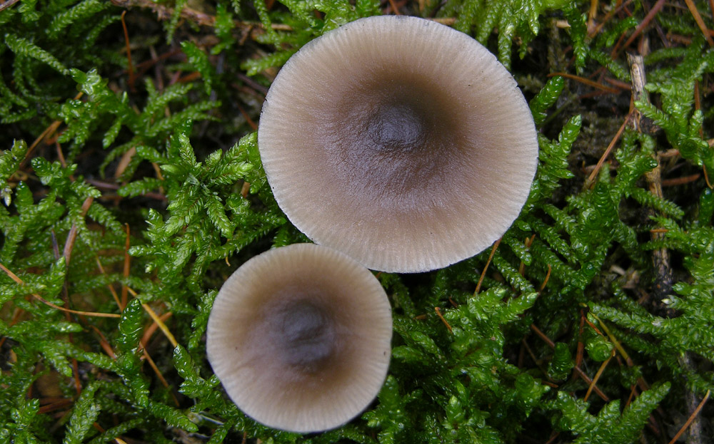 Qualche idea per questo Entoloma?